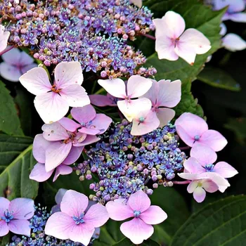 Hydrangea macr. "Mariesii Perfecta" - 1048P