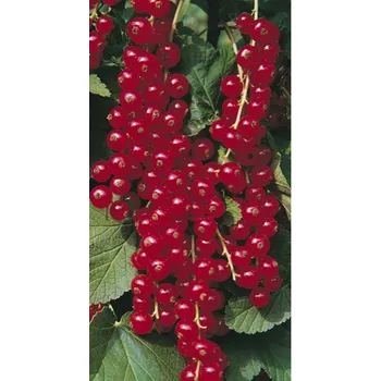 Sazenice Rybíz Červený - keř - dvouletý