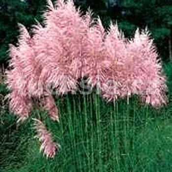 Cortaderia Selloana Rosa 3125