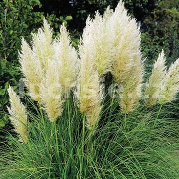 Cortaderia Selloana, stříbrná 3121