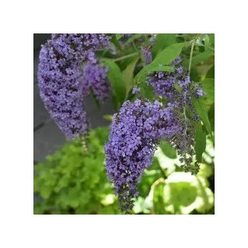 Buddleja Dav. Wisteria Lane, Komule, motýlí keř, letní šeřík - 1006W
