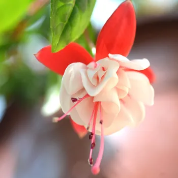 Sir Matt Busby Fuchsie (Šl. Roy Sinton, GB, 1997) 393