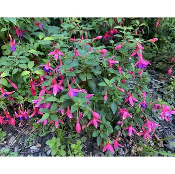 Tom Thumb Fuchsie (Baudinat F 1850) 305-mrazuvzdorná