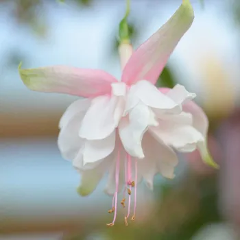 Bertś Simone Fuchsie 467