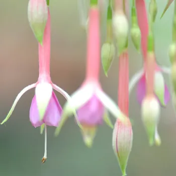 John Sarton Fuchsie 746