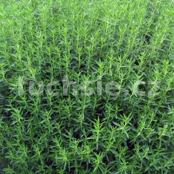 Satureja montana (Saturejka horská) - 196H