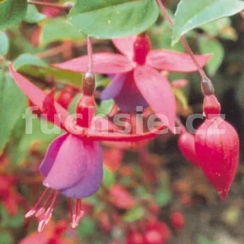 Miss Popple Fuchsie-mrazuvzdorná