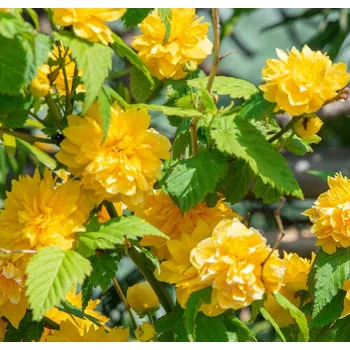 Zákula (Kerria Japonica) - 1052