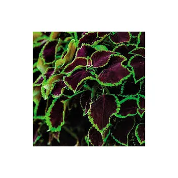 Coleus, Africká kopřiva Solento Mint - 154 S