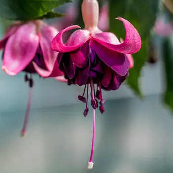 Jaroslava Dvořáková Fuchsie N2