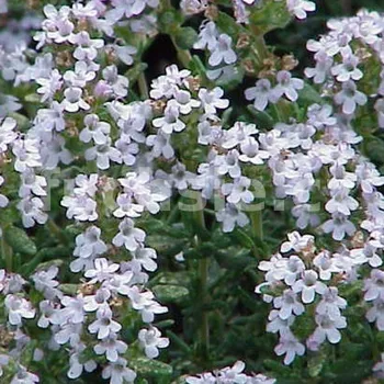 Tymián obecný (Thymus Vulgaris) - 138
