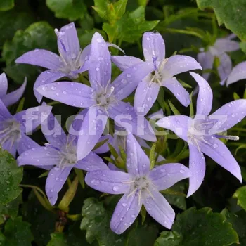 Campanula Addenda (Zvonek převislý) 038