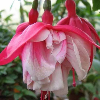 Wingroves Mammoth 1132 F