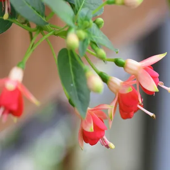 Nicis Findling Fuchsie 208