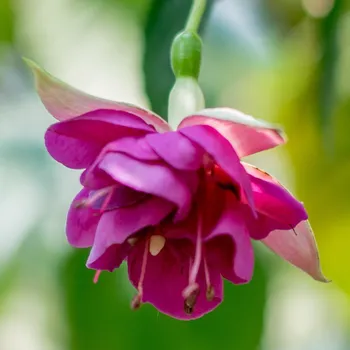 HeRi Casudo (Fuchsie) 1074F