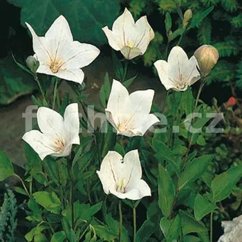 Boubelka bílá (Platycodon Grandiflorus)