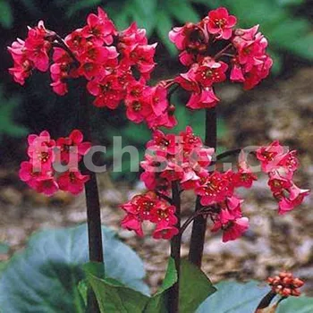 Bergenia Cordifolia 3095