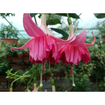 Pepermiint Candy Fuchsie 235