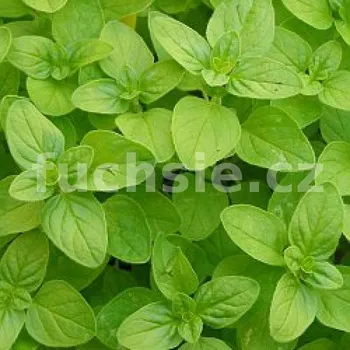 Majoránka jednoroční (Origanum majorana) - 137B