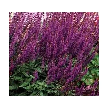Salvia numerosa šalvěj hajní