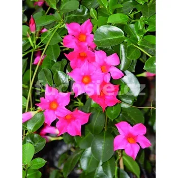 Mandevilla Sanderi)- sytě růžová - 169