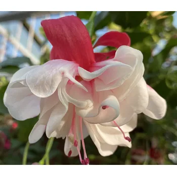 Spion Com fuchsie 331