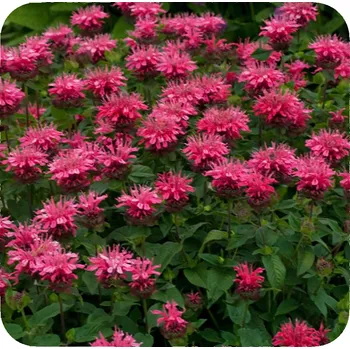 Monarda růžová zavinutka