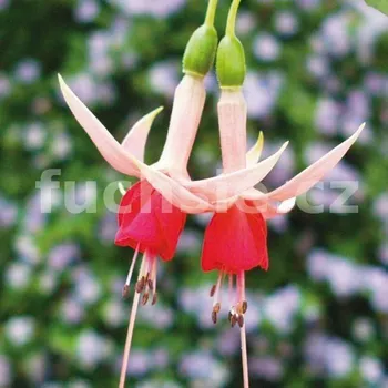 Mrs. W. Rundle Fuchsie 239