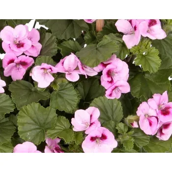 Angeleyes - Bella Donna - růžovo-červená - 1276A