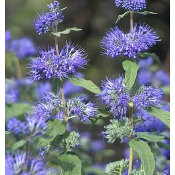 Ořechokřídlec (Caryopteris Cl. Heavenly Blue) - 1015