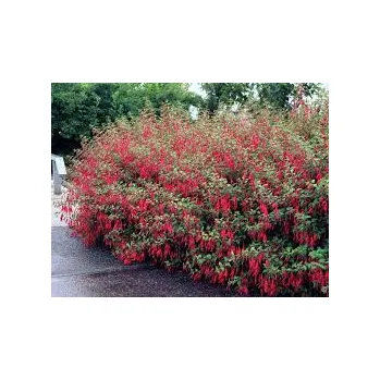 F.Magelanica Gracilis-mrazuvzdorná 1177 F