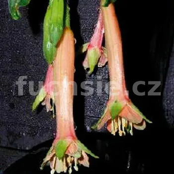 Lechlade Martianess Fuchsie 496