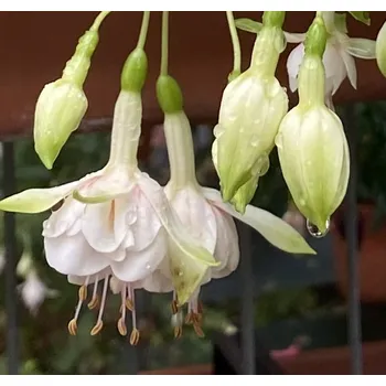 Köhler,s Schneeweischen Fuchsie 937