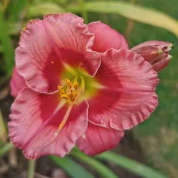 Hemerocallis- Denivka Cherry Valentine