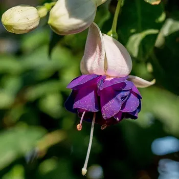 Blautopf Fuchsie 613