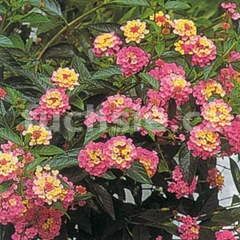 Lantana Camara růžová (Libora měňavá) - 131