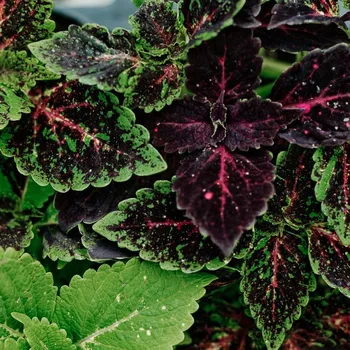 Coleus Michigan Avenue-Africká kopřiva - 154 M