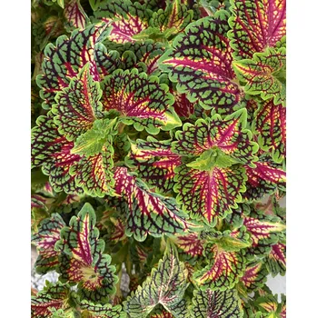 Africká kopřiva- Coleus Stain. Glass. Magnificent Mile 153 J