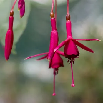 Herps Kipkar (Fuchsie) 1067 F