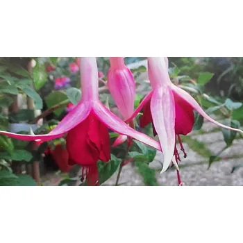 Kleine Bühne Fichtelgebirge (Fuchsie) 1080 F