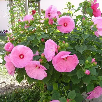 Ibišek bahenní-Hibiscus x moscheutos- růžový - 1042B