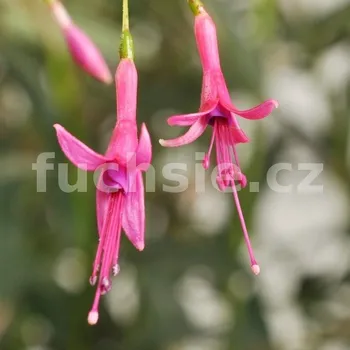 Luca Feilhuber Fuchsie 919