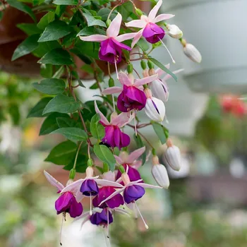 La Campanella Fuchsie (Blackwell GB 1968)