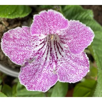 Streptocarpus Tořivka lila s bílým žíháním - 027F