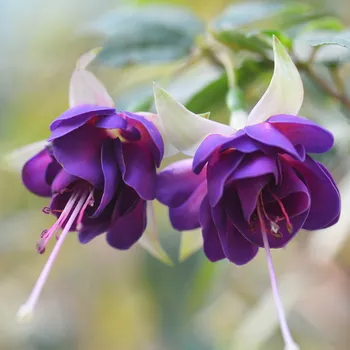 Blue Angel Fuchsie 650