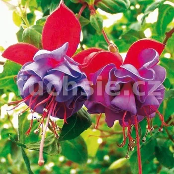 Dark Eyes Fuchsie (Erikson USA 1958) (Fuchsie převislá)