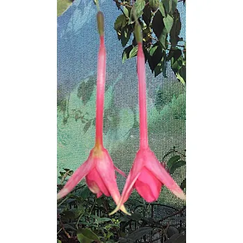 Martin Beye (Fuchsie) 1077F