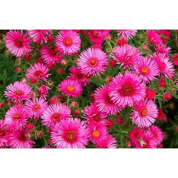 Aster novi belgii -růžová 3101 R