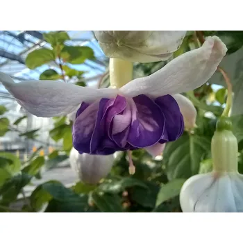 Golden Anniversary Fuchsie (Srubb USA 1980) 282