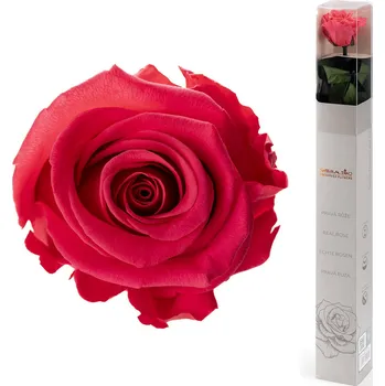 Dárková stabilizovaná růže - tmavě růžová (Dárkové balení, Dark pink)
